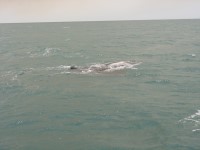 Cape York Peninsula Fishing