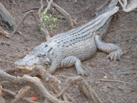 Cape York Peninsula Fishing