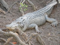 Cape York Peninsula Fishing